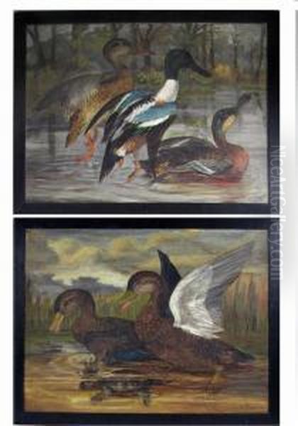 Parent Ducks, Duckling Caught By Turtle Oil Painting by Leander Allen Ii Plummer