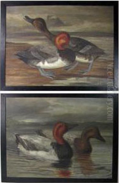 Pair Of Canvasback Ducks Oil Painting by Leander Allen Ii Plummer