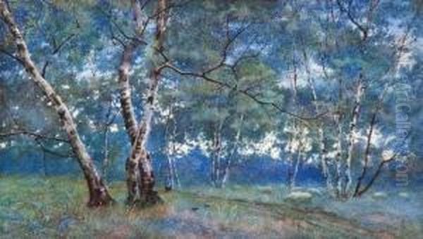 A Silver Birch Wood Oil Painting by Lexden Lewis Pocock