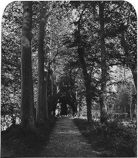 Two Tree Studies (probably Made In The Forest Of Fontainebleau) Oil Painting by Louis Alphonse Poitevin