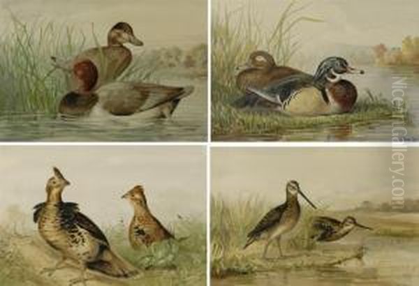 Snipe, Redhead, Grouse And Wood Duck Oil Painting by Alexander Pope