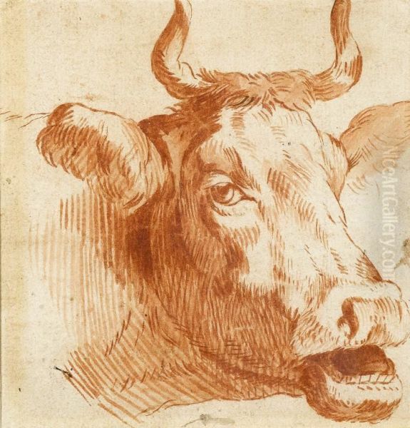 Head Of A Cow Oil Painting by Paulus Potter