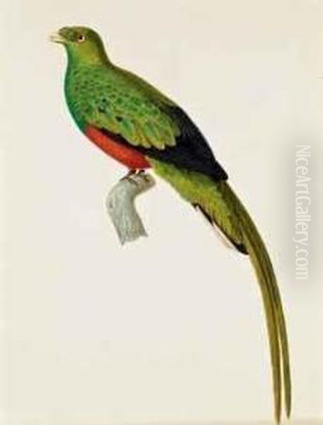 Couroucou Pavonin, Dit Trogon Pavoninus Oil Painting by Jean Gabriel Pretre