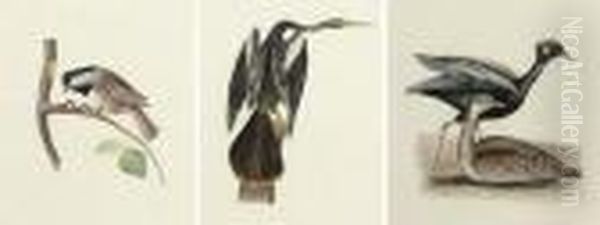 A Set Of 23 Ornithological Studies Oil Painting by Jean Gabriel Pretre