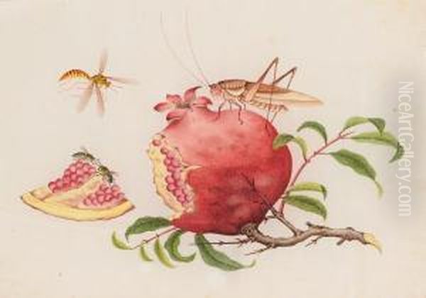 Insects Eating A Pomegranate Oil Painting by You Qua