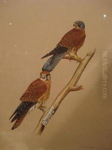 A European Gyr Falcon Perched On A Rock; Studyof Two Kestrels On A Branch Oil Painting by William J. Quinlan