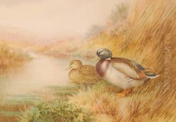 Ducks On A Riverbank Oil Painting by George James Rankin