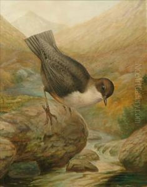 Dipper Oil Painting by George James Rankin