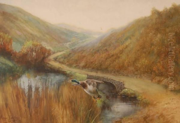 Watercolour,mallard Duck In Flight In The Highlands, Signed, 14.5