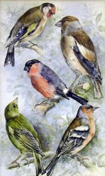 Goldfinch, Hawfinch, Chaffinch, Greenfinch, Bullfinch Oil Painting by George James Rankin