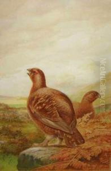 Red Grouse On Moorland Oil Painting by George James Rankin