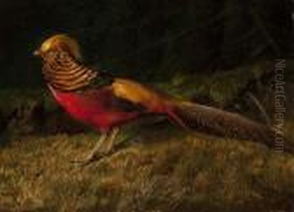 Golden Pheasant Oil Painting by Niels Peter Rasmussen