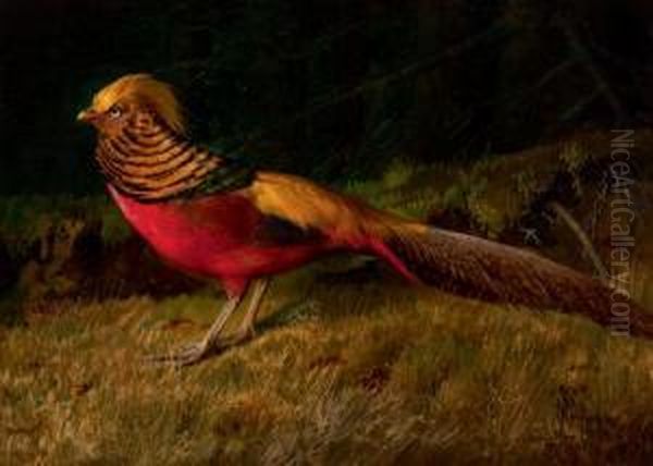 Pheasant Oil Painting by Niels Peter Rasmussen