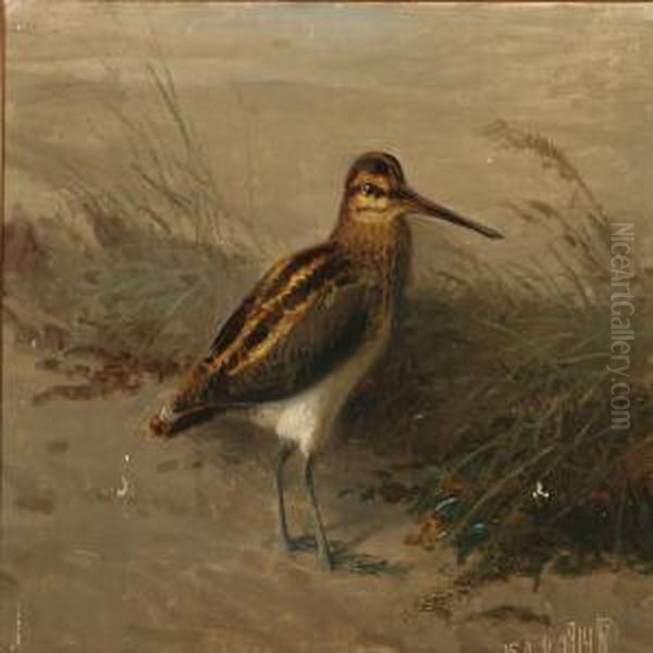 A Snipe On A Beach Oil Painting by Niels Peter Rasmussen