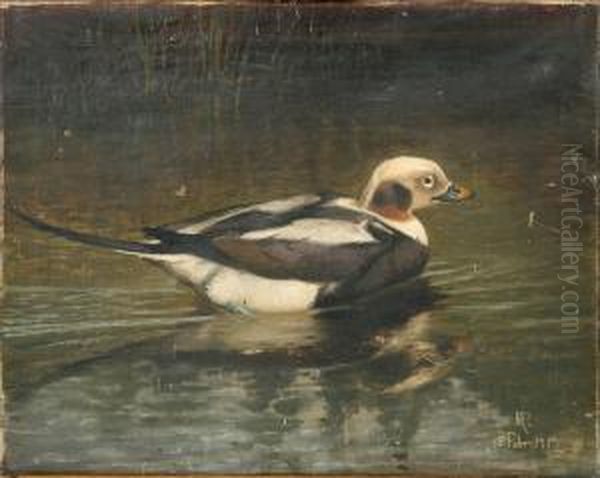 A Male Long-tailed Duck In Winter Coat Oil Painting by R.C. Rasmussen