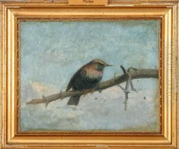 A Starling Sitting On A Branch Oil Painting by R.C. Rasmussen