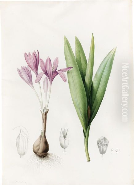 Colchicum Autumnale (meadow Saffron Or Autumn Crocus) Oil Painting by Pierre-Joseph Redoute