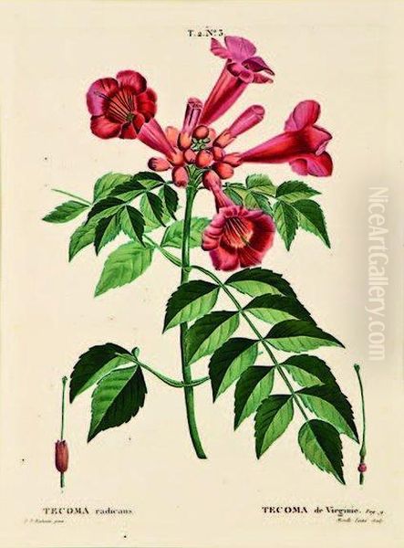 Tecoma Radicans, Virginia Trumpetvine Oil Painting by Pierre-Joseph Redoute