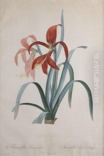 Amaryllis, Planche De La Serie Les Liliacees Oil Painting by Pierre-Joseph Redoute