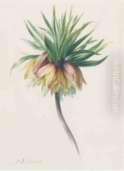 Fritillaria Imperialis Oil Painting by Hendrik Reekers