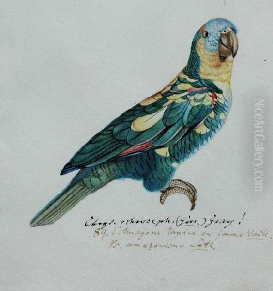 Study Of An Amazonian Parrot Oil Painting by Heinrich Gotlieb L. Reichenbach