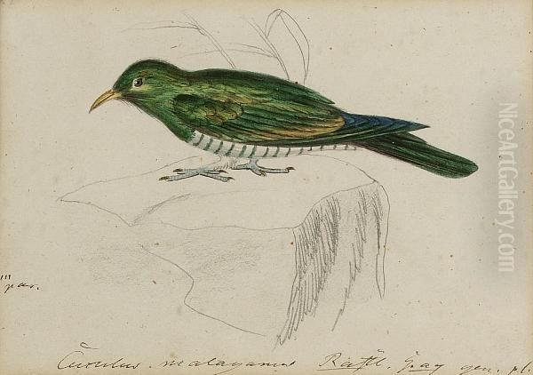 A Malay Green Cuckoo Oil Painting by Heinrich Gotlieb L. Reichenbach