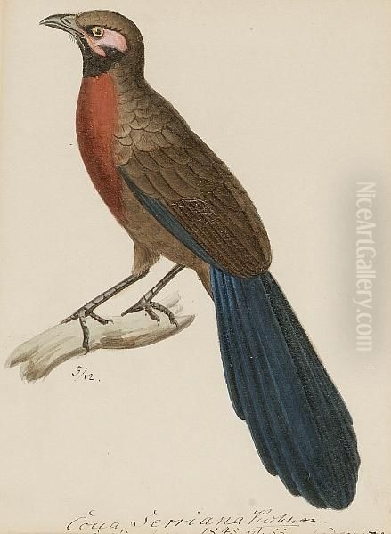 A Red Breasted Couna Oil Painting by Heinrich Gotlieb L. Reichenbach