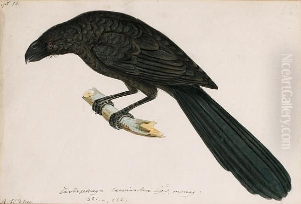 A Groove Billed Ani, Crotophaga Sulcirostris Oil Painting by Heinrich Gotlieb L. Reichenbach