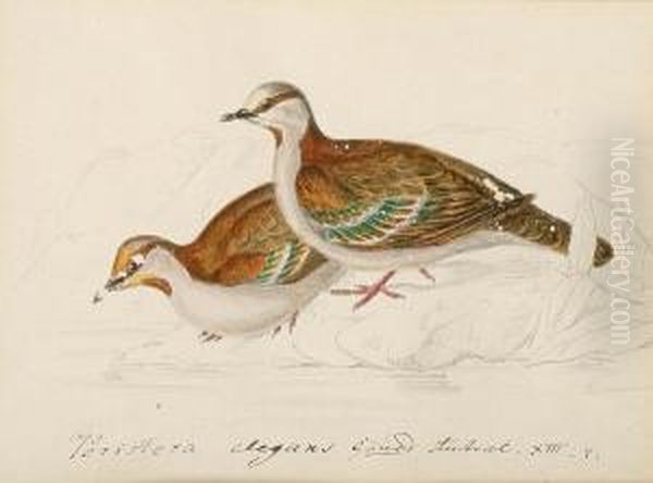 Brush Bronzewing (phaps Elegans, Australia); Partridge Pigeon (goephaps Smithi, North Australia); Gallicolumbia; Blue-headed Quail Dove (cuba); Wonga Pigeon (lewcosarcia Melanoleuca, Australia); Peaceful Dove (geopelin Striata, Australia); St. Domingo Pig Oil Painting by Heinrich Gotlieb L. Reichenbach