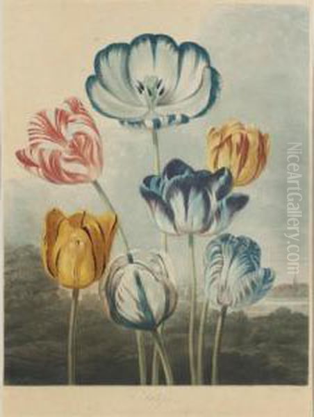 Tulips Oil Painting by George Philip Reinagle