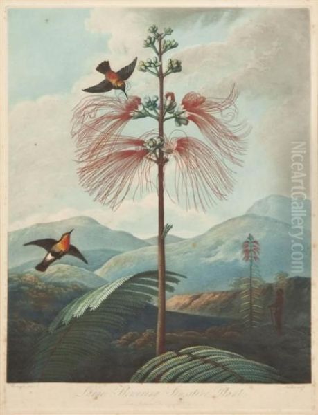 Large Flowering Sensitive Plant Oil Painting by Philip Reinagle