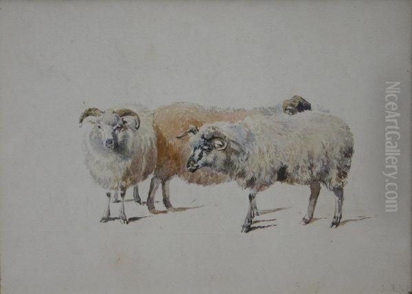 Study Of Sheep Oil Painting by John Isaac Richardson