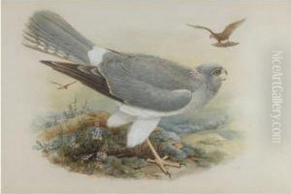 Hen Harrier Oil Painting by Henry Constantine Richter