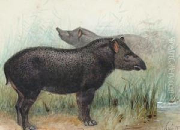 Tapirs Oil Painting by Josef Wolft Richter