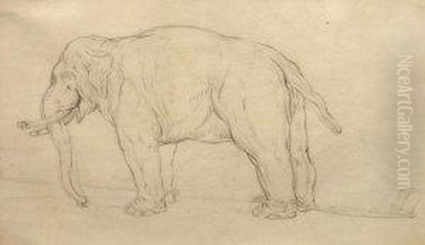 Study Of An Elephant Oil Painting by Johann Elias Ridinger or Riedinger