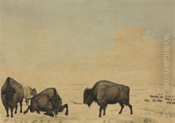 Buffalo Hunt Oil Painting by Peter Rindisbacher