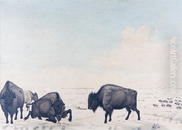 Indian Hunter Shooting At Bison Herd Oil Painting by Peter Rindisbacher