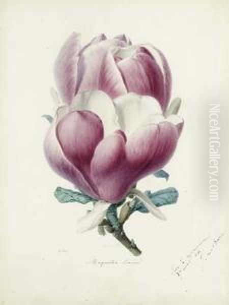 A Magnolia Flower Oil Painting by Alfred Riocreux