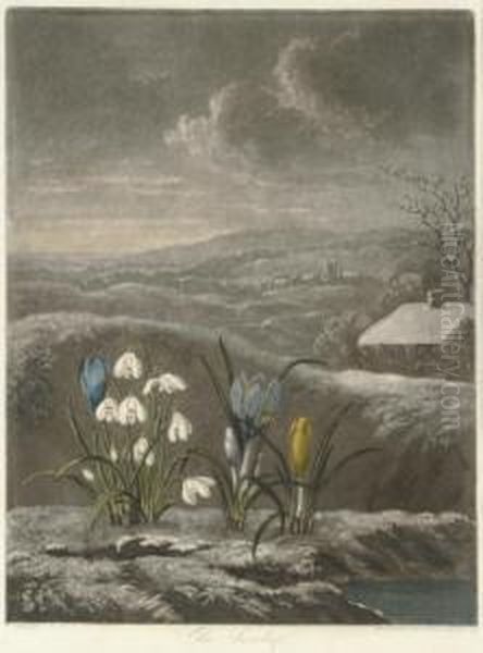 The Snow Drop, From 
The Temple Of Flora Oil Painting by John Robert