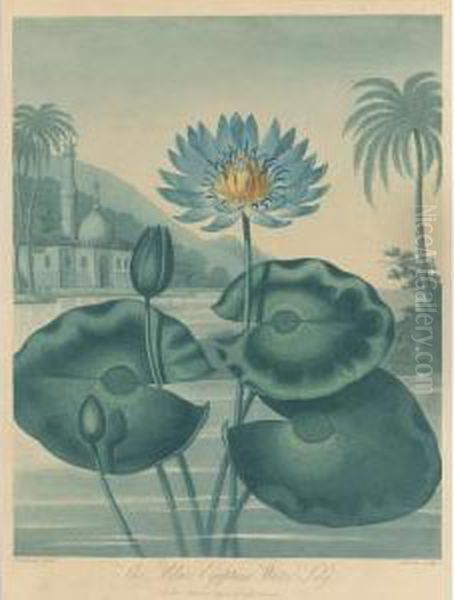 Temple Of Flora: The Blue Egyptian Water Lily Oil Painting by John Robert