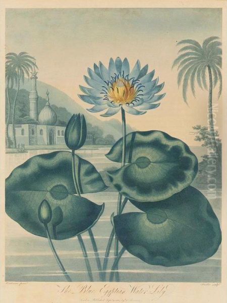 Temple Of Flora: The Blue Egyptian Water Lily Oil Painting by John Robert