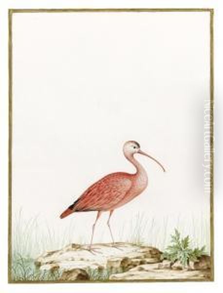 Scarlet Ibis Oil Painting by Nicolas Robert