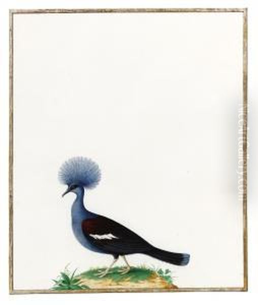 A Blue-crowned Pigeon Oil Painting by Nicolas Robert