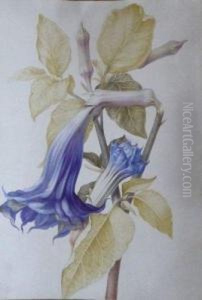 Datura Fastuosa Oil Painting by Nicolas Robert