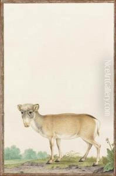 A Saiga Antelope Oil Painting by Nicolas Robert