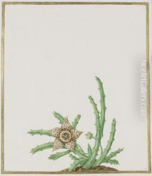 A Stapelia Variegata Oil Painting by Nicolas Robert