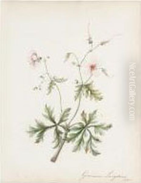 Study Of An African Bladder Hibiscus; Study Of A Geranium Oil Painting by Thomas Sen Robins