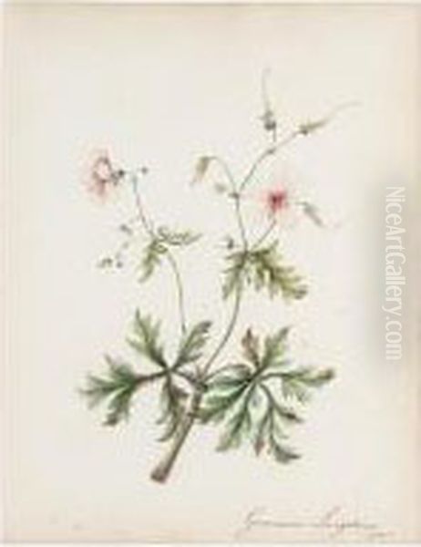 Study Of An African Bladder Hibiscus; Study Of A Geranium Oil Painting by Thomas Sen Robins