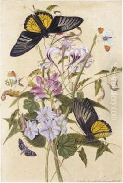 Cranesbill, Evergreen Birthwort, Virginian Chelone And Lady Of The Woods Butterfly Oil Painting by Thomas Robins