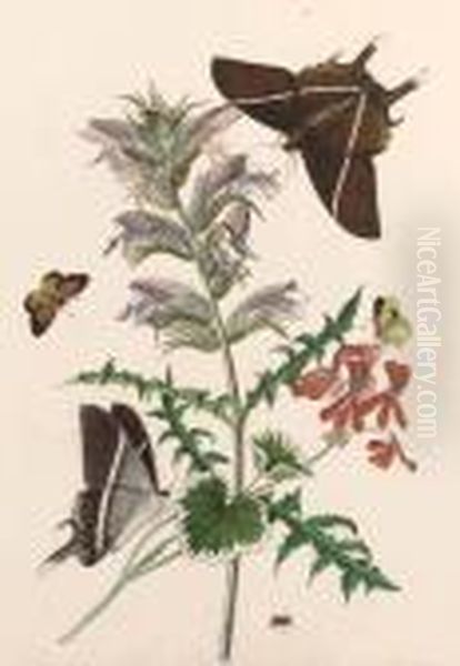 Thistle And Geranium With A Swallowtail And A Clouded Yellow Oil Painting by Thomas Robins